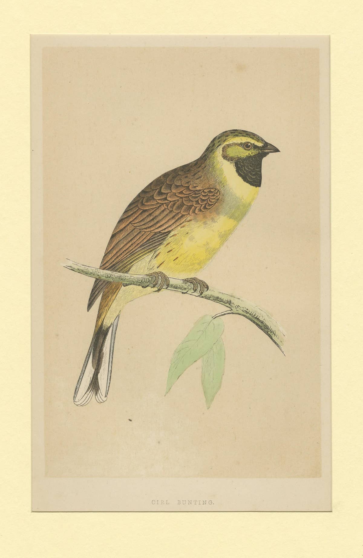 Antique Bird Print of a Cirl Bunting