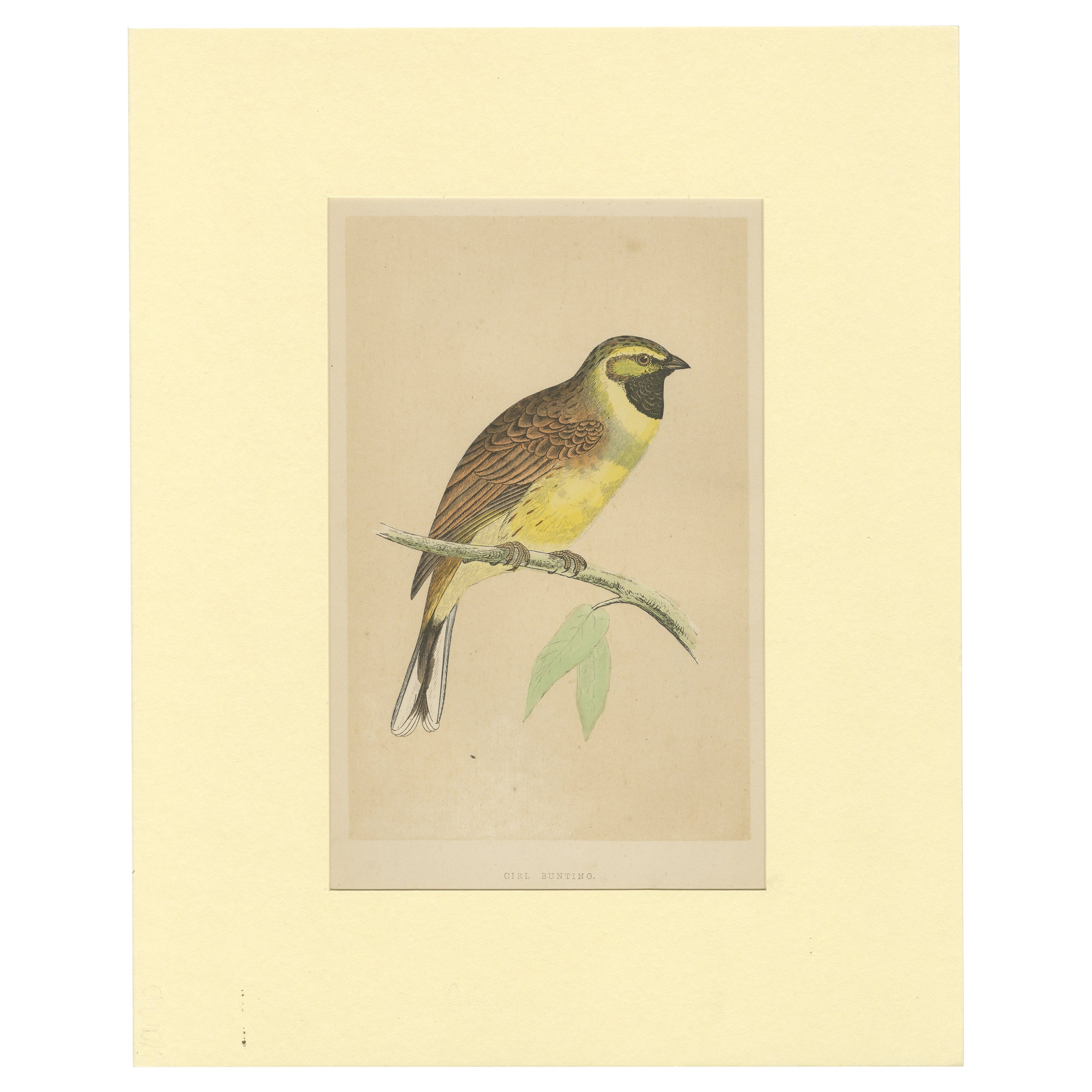 Antike Vogel Druck eines Cirl Bunting