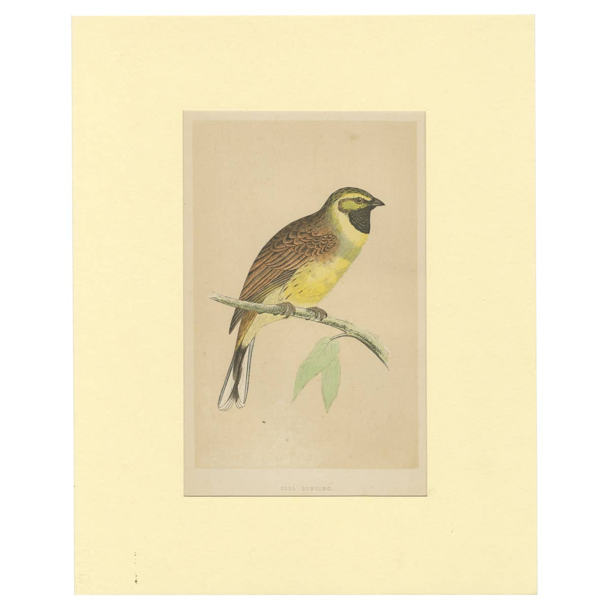 Antique Bird Print of a Cirl Bunting