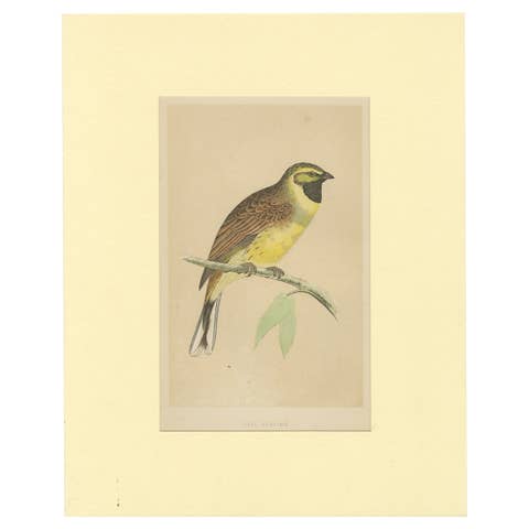 Antique Bird Print of a Cirl Bunting
