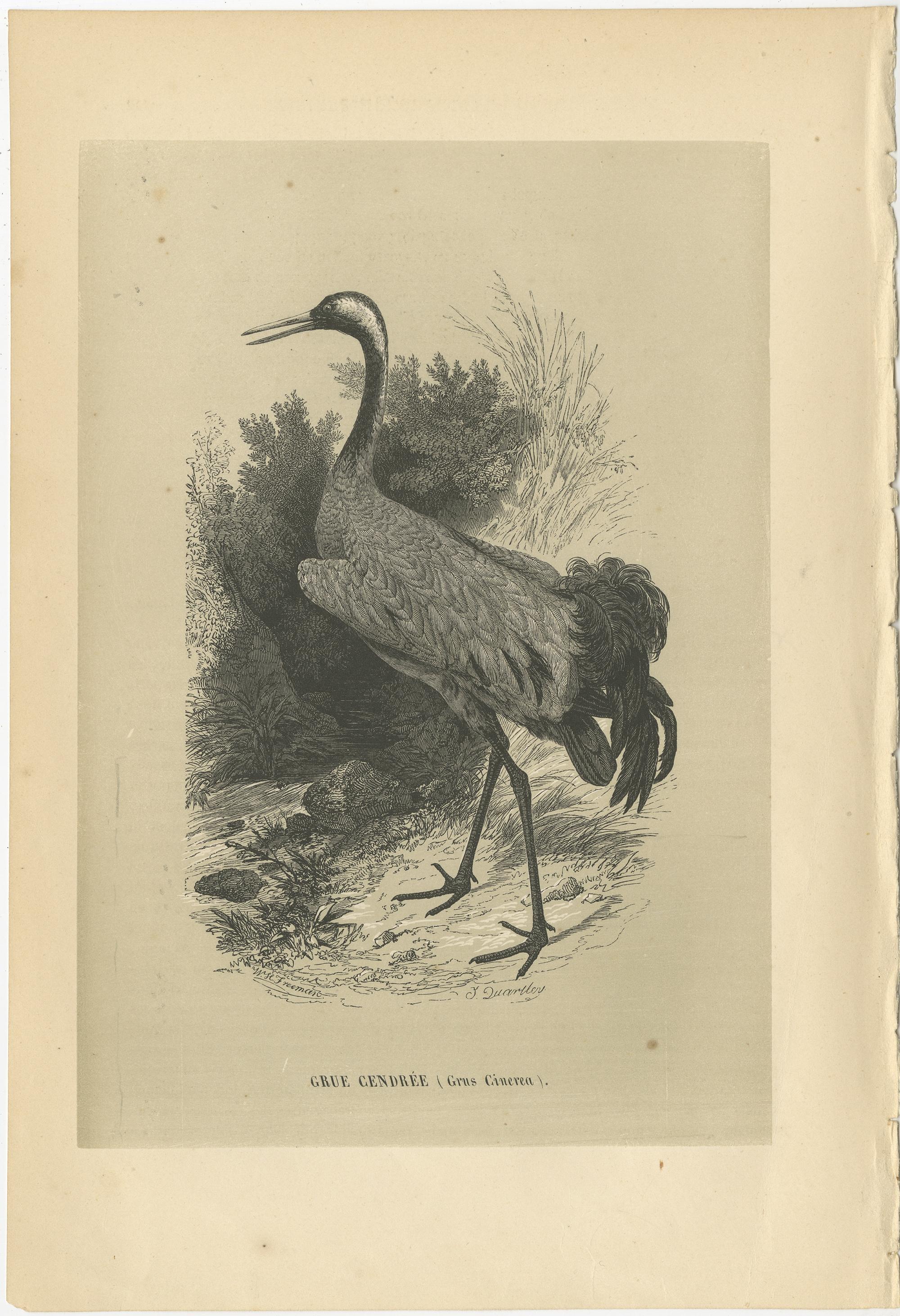 Antique bird print titled 'Grue Gendrée'. Original print of a common crane. This print originates from 'Histoire Naturelle des Oiseaux' by M. Emm. le Maout. Published 1853.

The common crane (Grus grus), also known as the Eurasian crane, is a bird