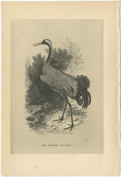 Antique Bird Print of a Common Crane, 1853