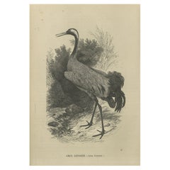 Antiker Vogeldruck eines Kranichs, 1853