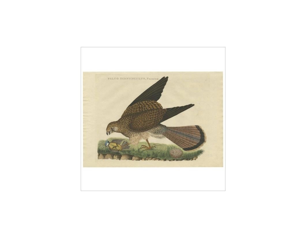 The antique print titled 'Falco Tinnunculus, Foemina' is a historical depiction of the female common kestrel (Falco tinnunculus), a bird of prey belonging to the kestrel group within the falcon family Falconidae. This species is also referred to as