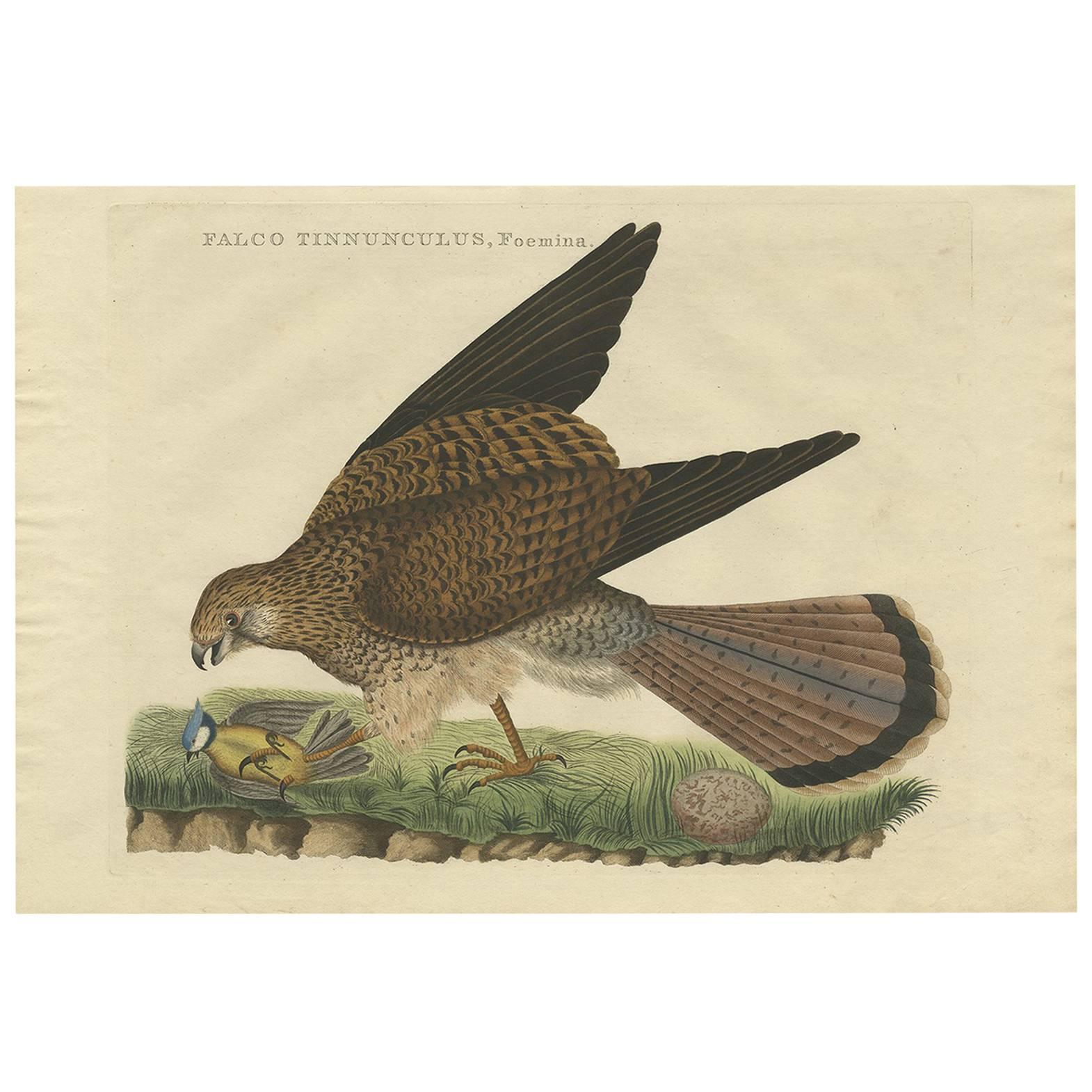 Antique Ornithological Print of the Female Common Kestrel, 1809