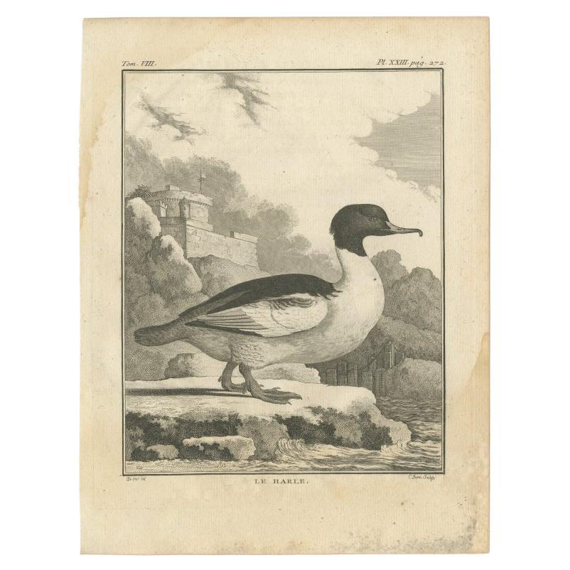 Impression ancienne d'un vendeur commun d'un oiseau par Buffon, 1766 en vente