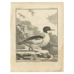 Antique Bird Print of a Common Merganser by Buffon, 1766
