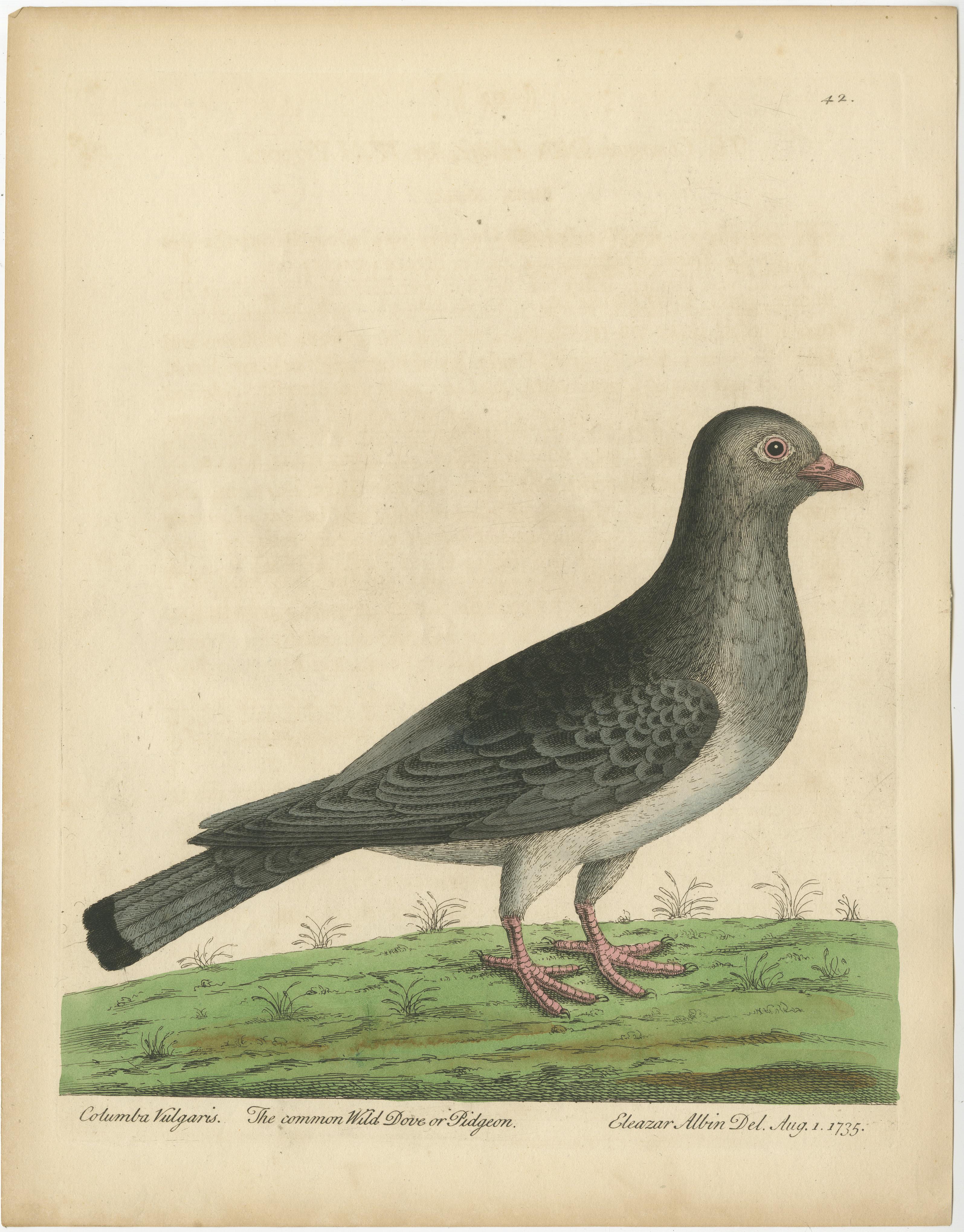 Antique bird print titled 'Columba Vulgaris. The Common Wild Dove or Pidgeon'. Original antique print of a common pigeon. This print originates from 'A Supplement to the Natural History of Birds illustrated with an Hundred and One Copper Plates