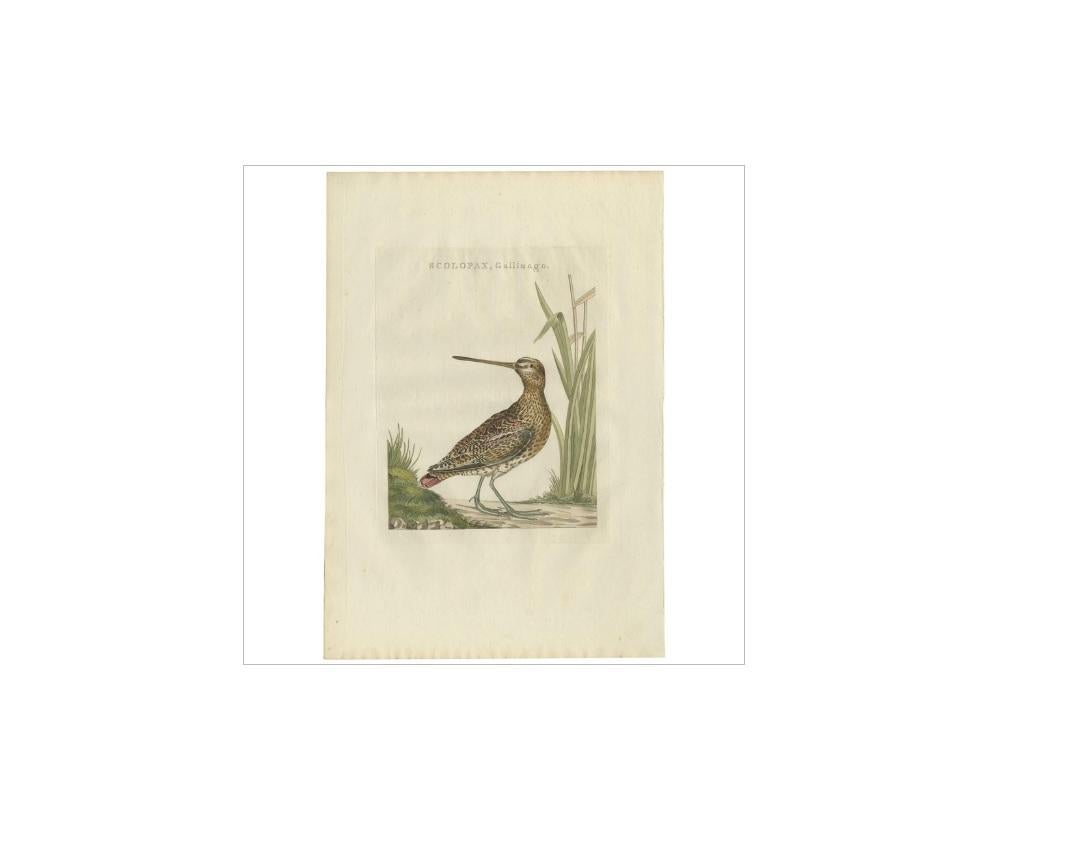 Antique print titled 'Scolopax, Gallinago'. The common snipe (Gallinago gallinago) is a small, stocky wader native to the Old World. The scientific name gallinago is New Latin for a woodcock or snipe from Latin gallina, 