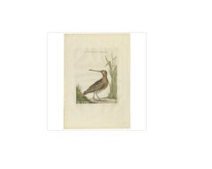 Antique Bird Print of a Common Snipe by Sepp & Nozeman, 1797
