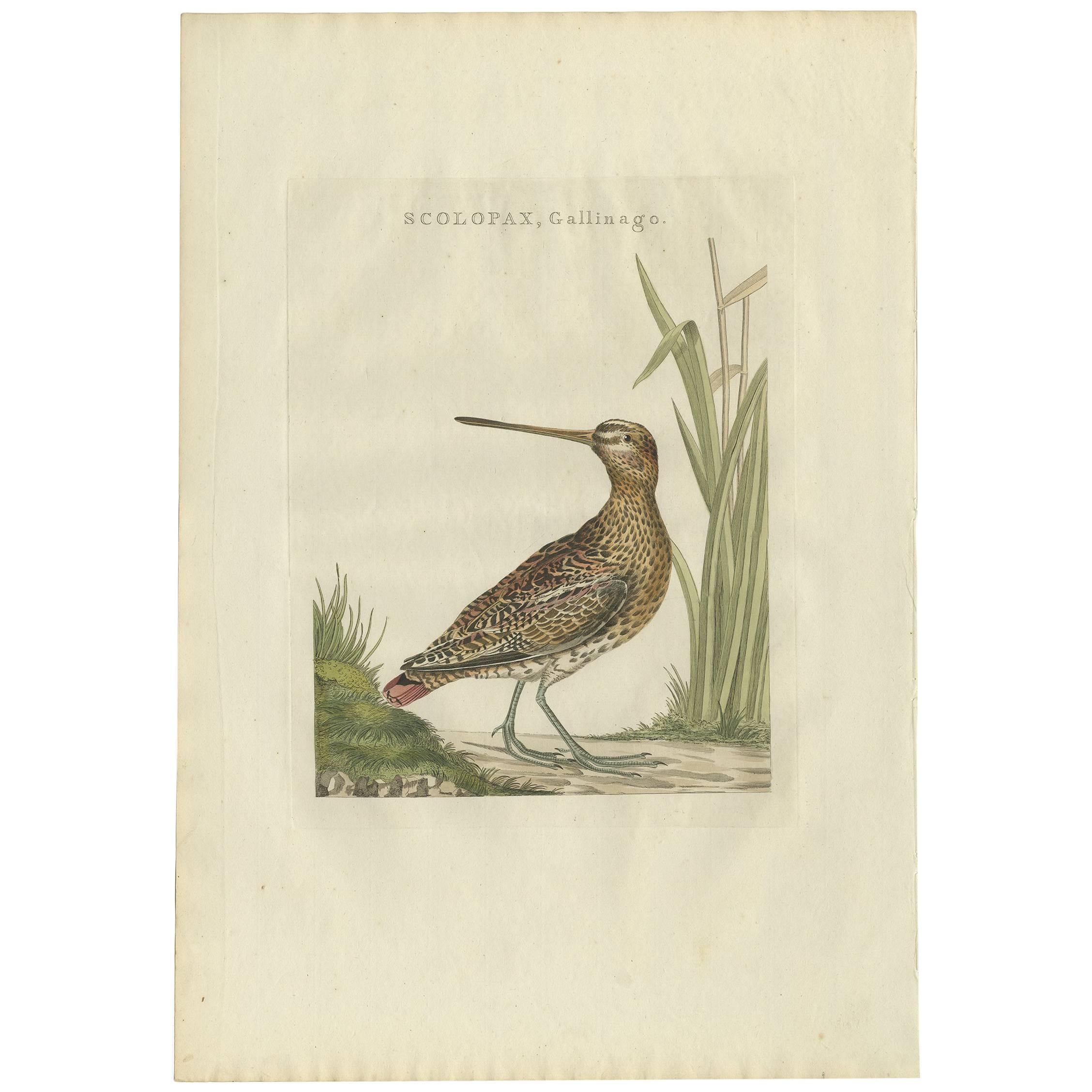 Stampa antica di un beccaccino comune di Sepp & Nozeman, 1797