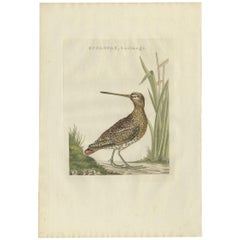 Stampa antica di un beccaccino comune di Sepp & Nozeman, 1797