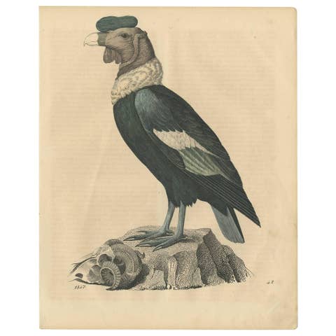 Condor Vulture Antique Lithograph Print, 1847, Detailed Ornithology