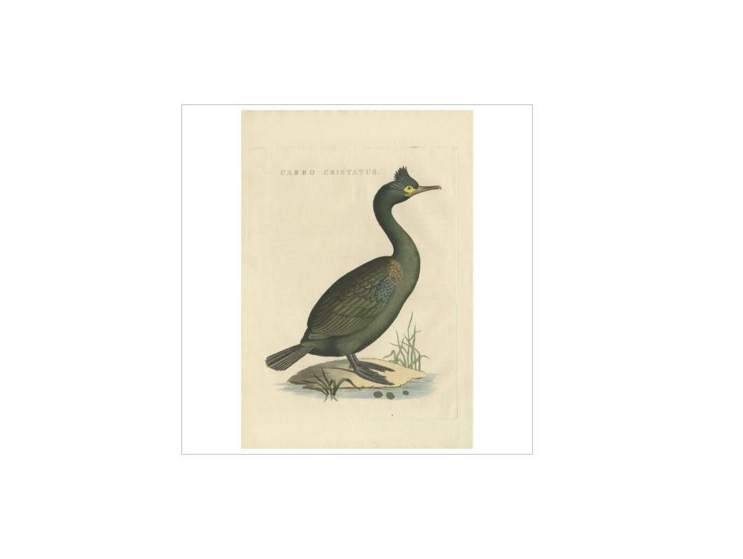 Antique print titled 'Carbo Cristatus'. Phalacrocoracidae is a family of approximately 40 species of aquatic birds commonly known as cormorants and shags. Several different classifications of the family have been proposed recently, and the number of