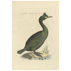 Antique Bird Print of a Cormorant by Sepp & Nozeman, 1829