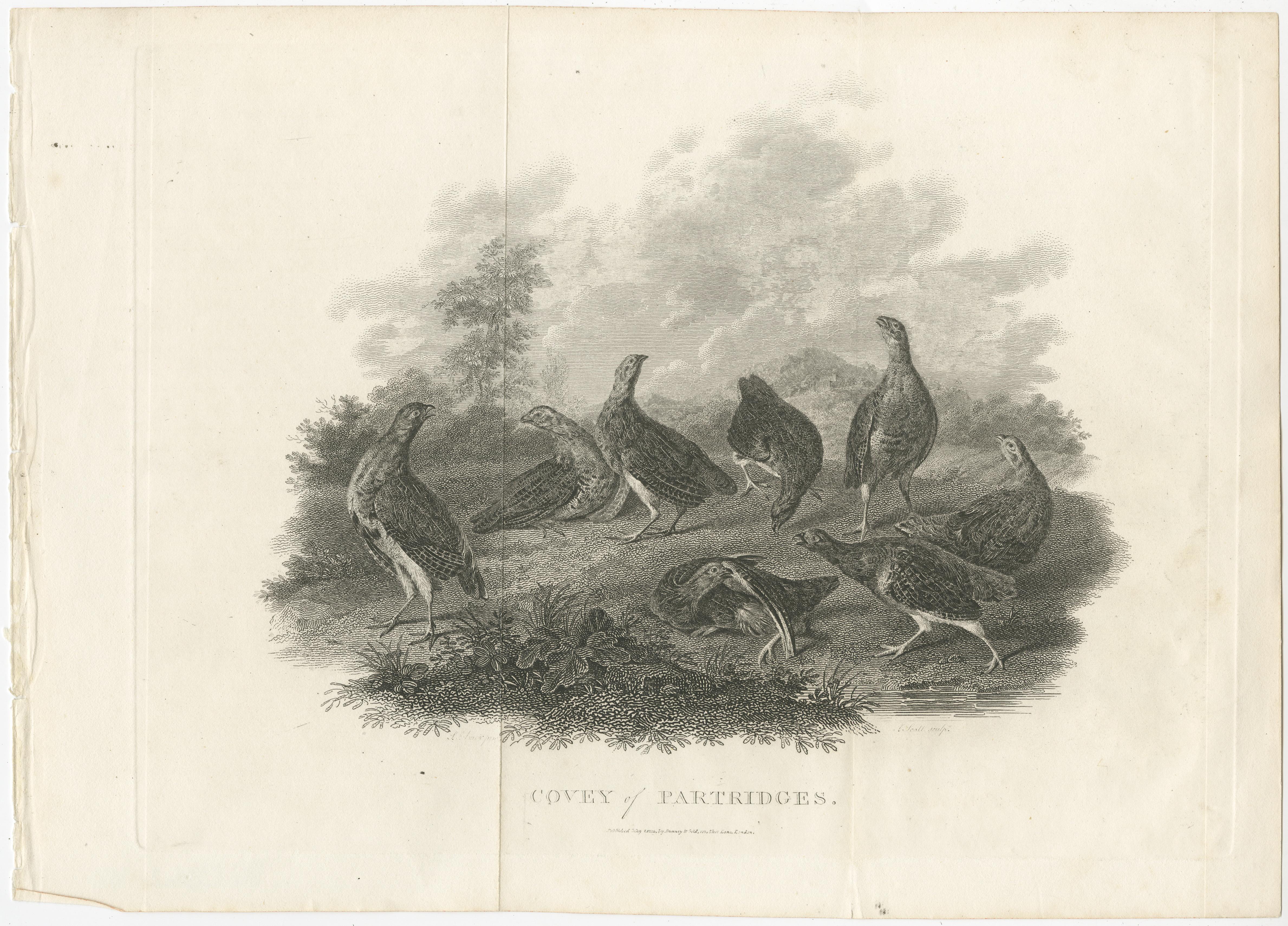 Antique print titled 'Covey of Partridges'. Original antique print of a small group of partridges. After the drawing by N. Drake, 1802, from 