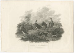 Antique Bird Print of a Covey or Small Group of Partridges