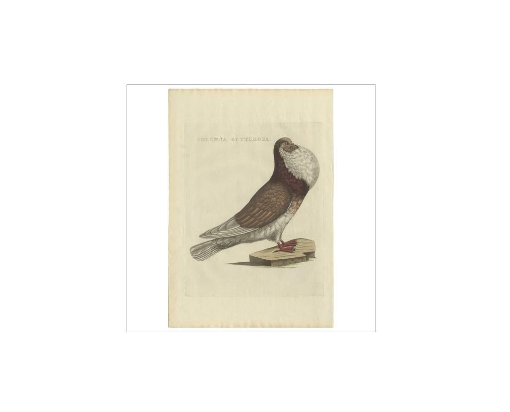 Antique print titled 'Columba Gutturosa'. This print originates from 'Nederlandsche Vogelen; volgens hunne huisdouding, aert, en eigenschappen beschreeven