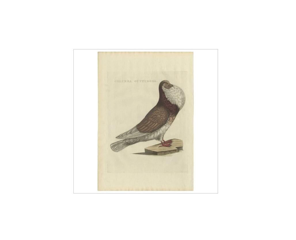 Antiker antiker Vogeldruck eines kupferfarbenen Schweins von Sepp & Nozeman, 1829 im Zustand „Gut“ im Angebot in Langweer, NL