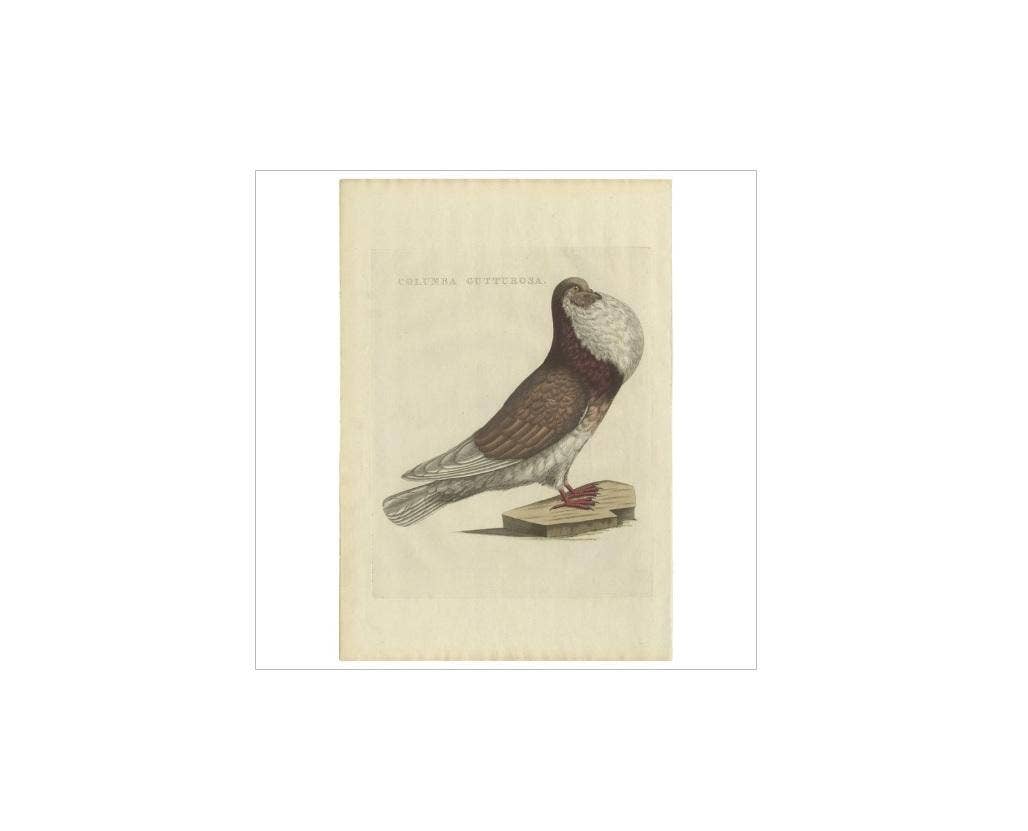 Antique Bird Print of a Cropper Pigeon by Sepp & Nozeman, 1829