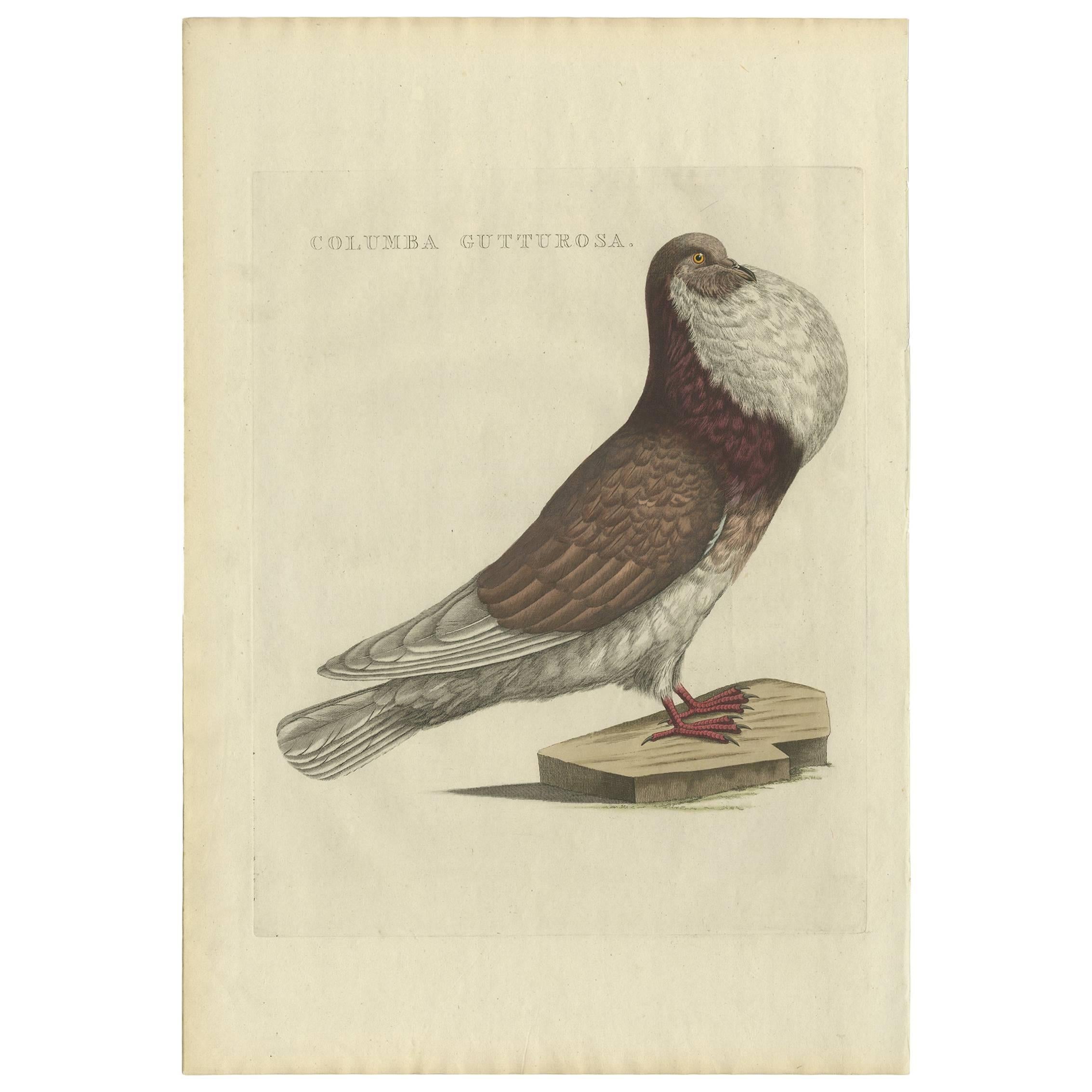 Impression oiseau antique d'un pigeon en forme de cuivre par Sepp & Nozeman, 1829