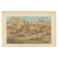 Antique Bird Print of a Desert Finch and Desert Lark by Lydekker, 1895