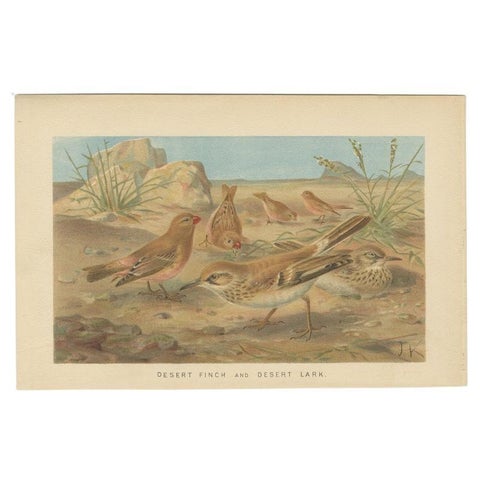 Antique Bird Print of a Desert Finch and Desert Lark by Lydekker, 1895