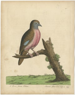 Antique Bird Print of a Dove from China