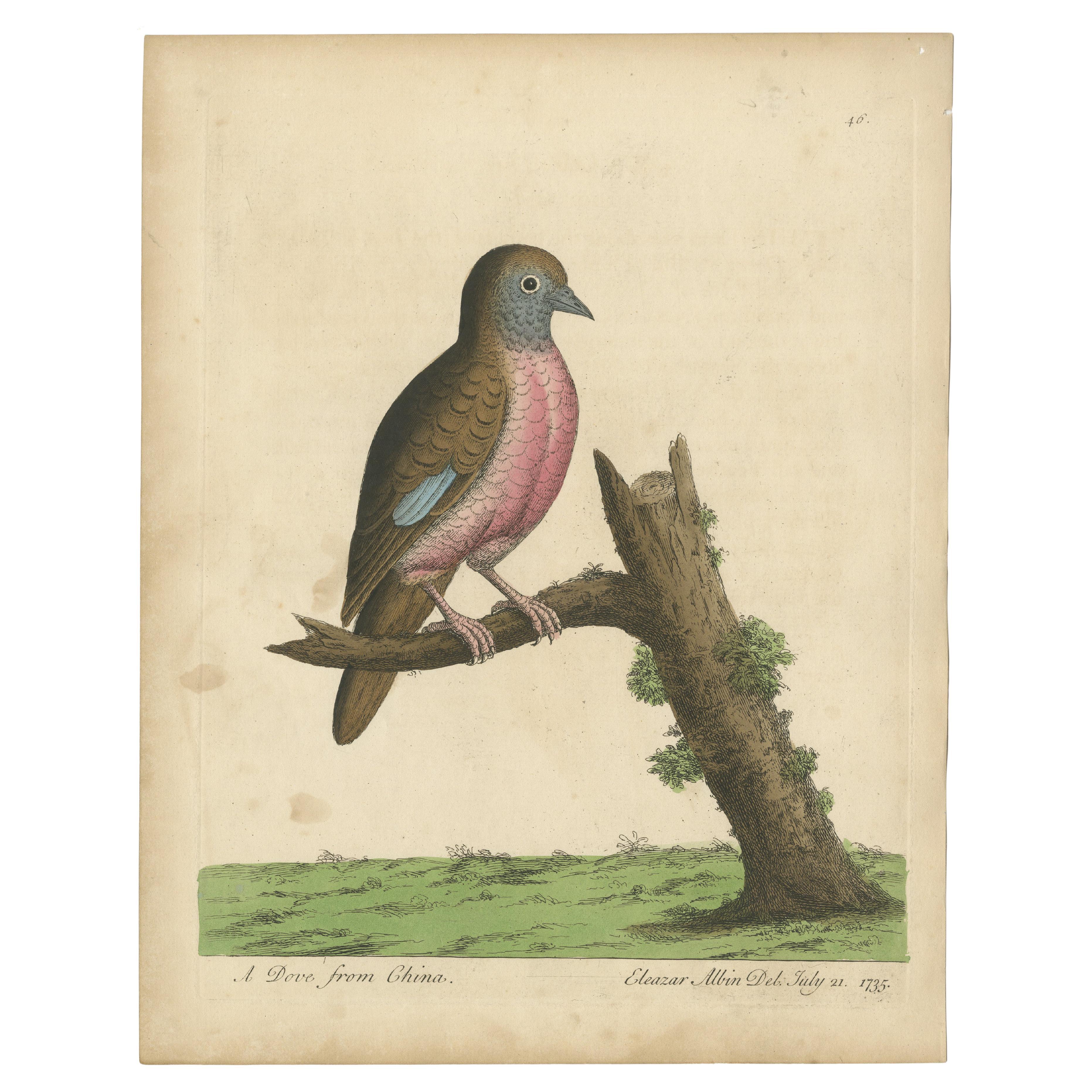 Antique Bird Print of a Dove from China For Sale