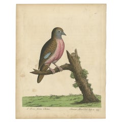 Antique Bird Print of a Dove from China