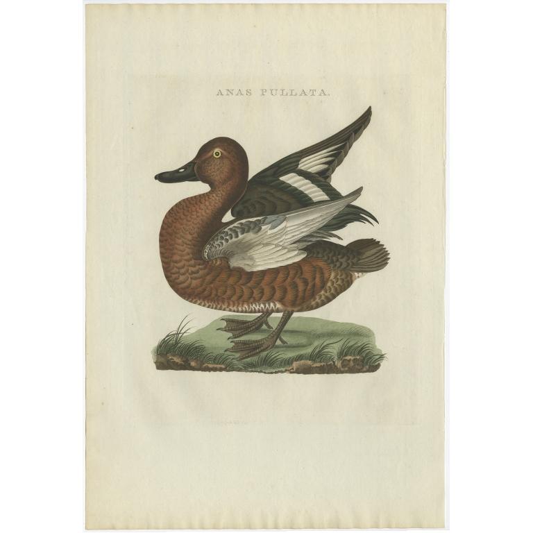 Antique Bird Print of a Duck by Sepp & Nozeman, 1809