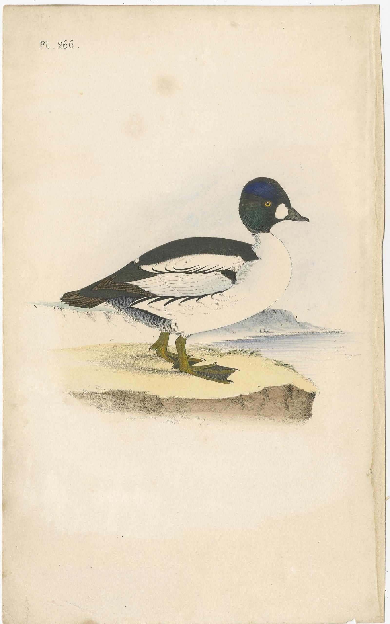 Antique bird print of a duck (bufflehead?). Source unknown, to be determined. 

Artists and Engravers: Anonymous.

Condition: Good, general age-related toning. Minor wear, blank verso. Please study image carefully. 
Date: c.1840 


We also