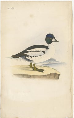 Antique Bird Print of a Duck, C.1840