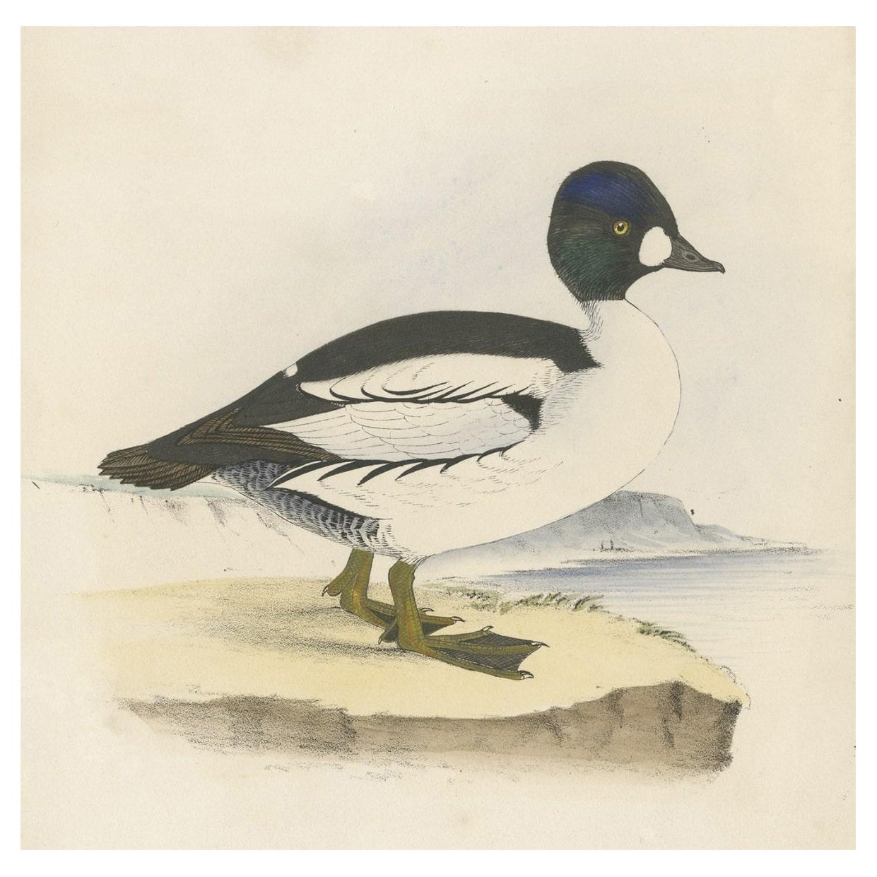Impression oiseau ancienne d'un canard, vers 1840