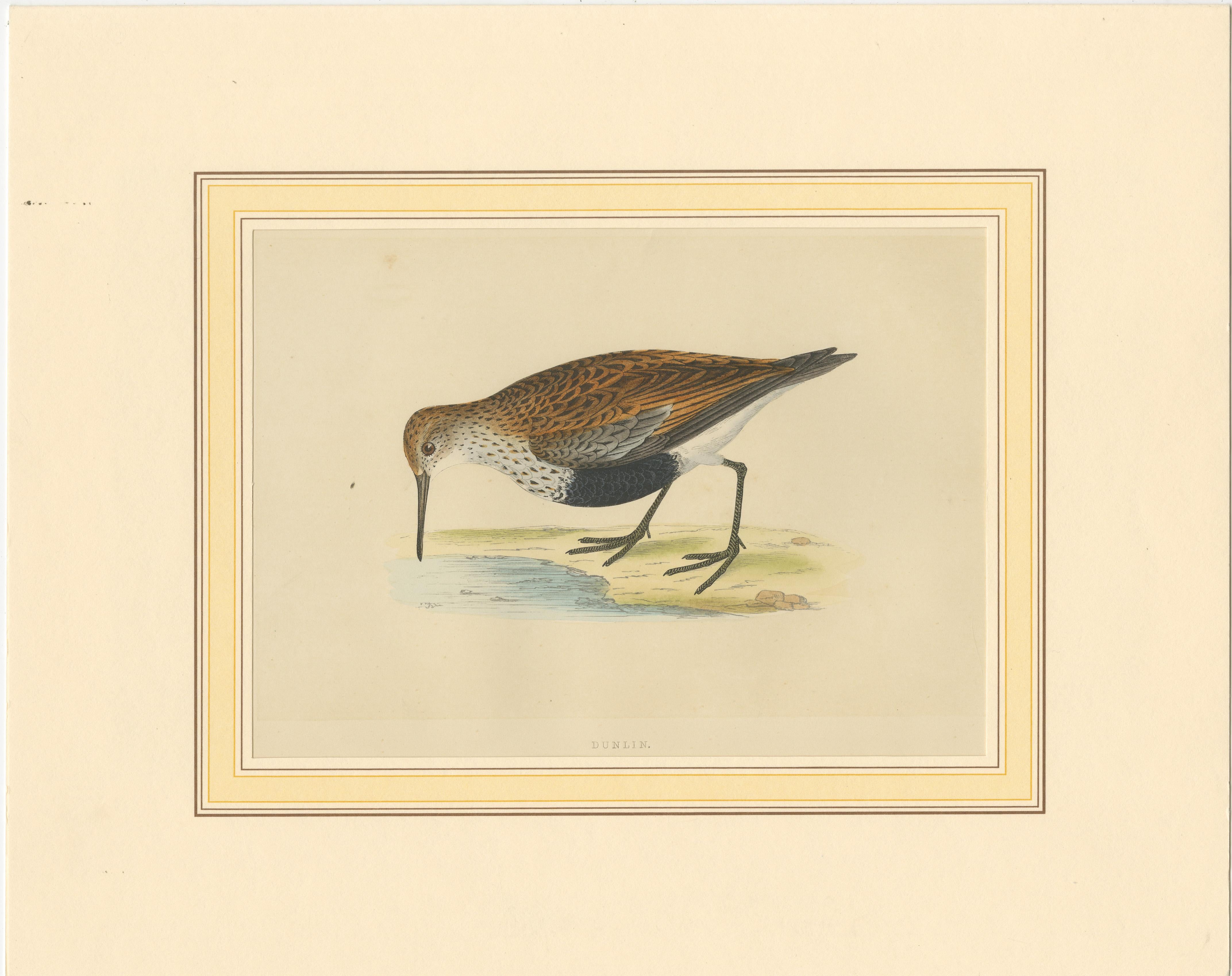 Original antique bird print of a dunlin. This print originates from 
