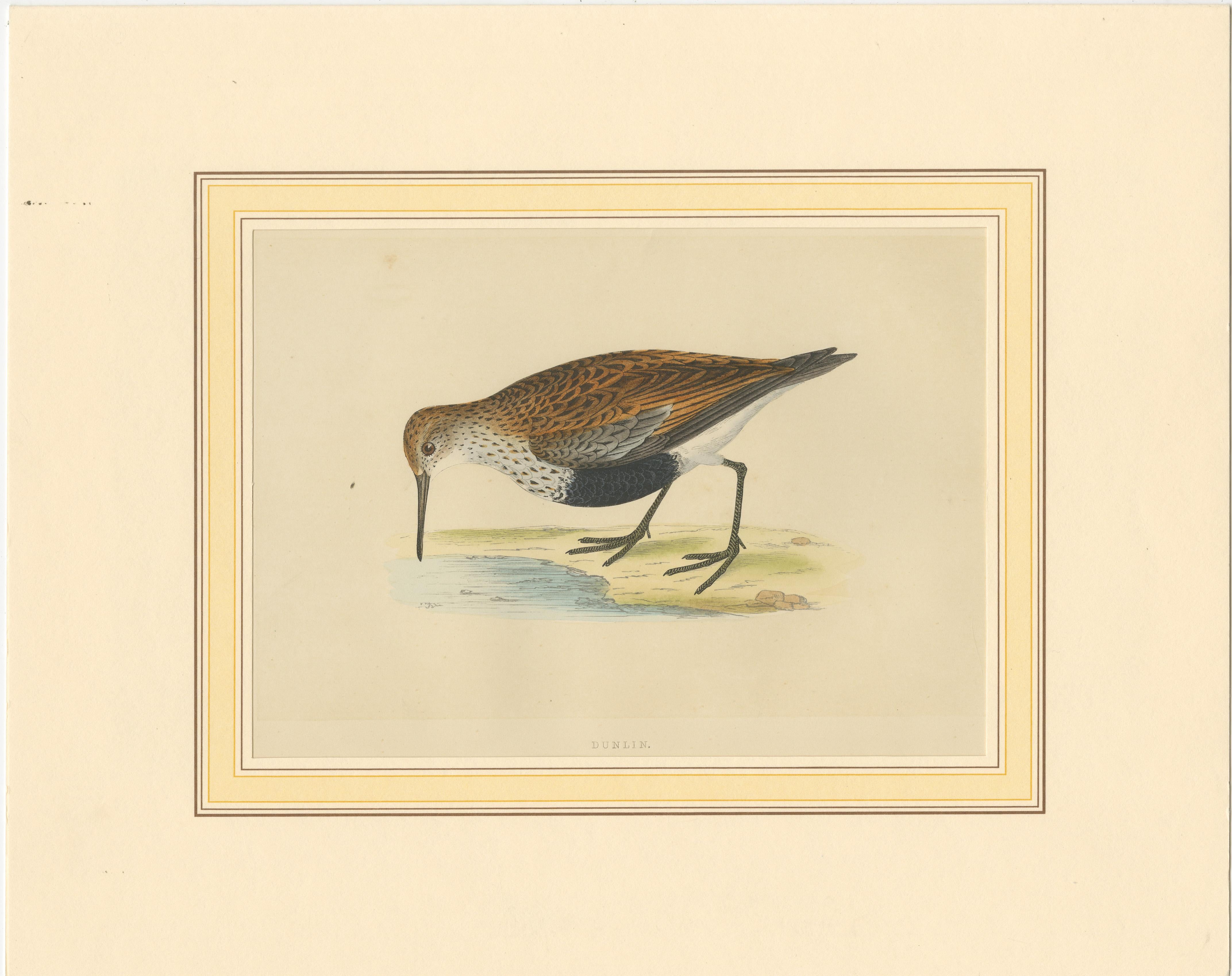 Gravure ancienne originale d'un bécasseau. Cette estampe est tirée de 