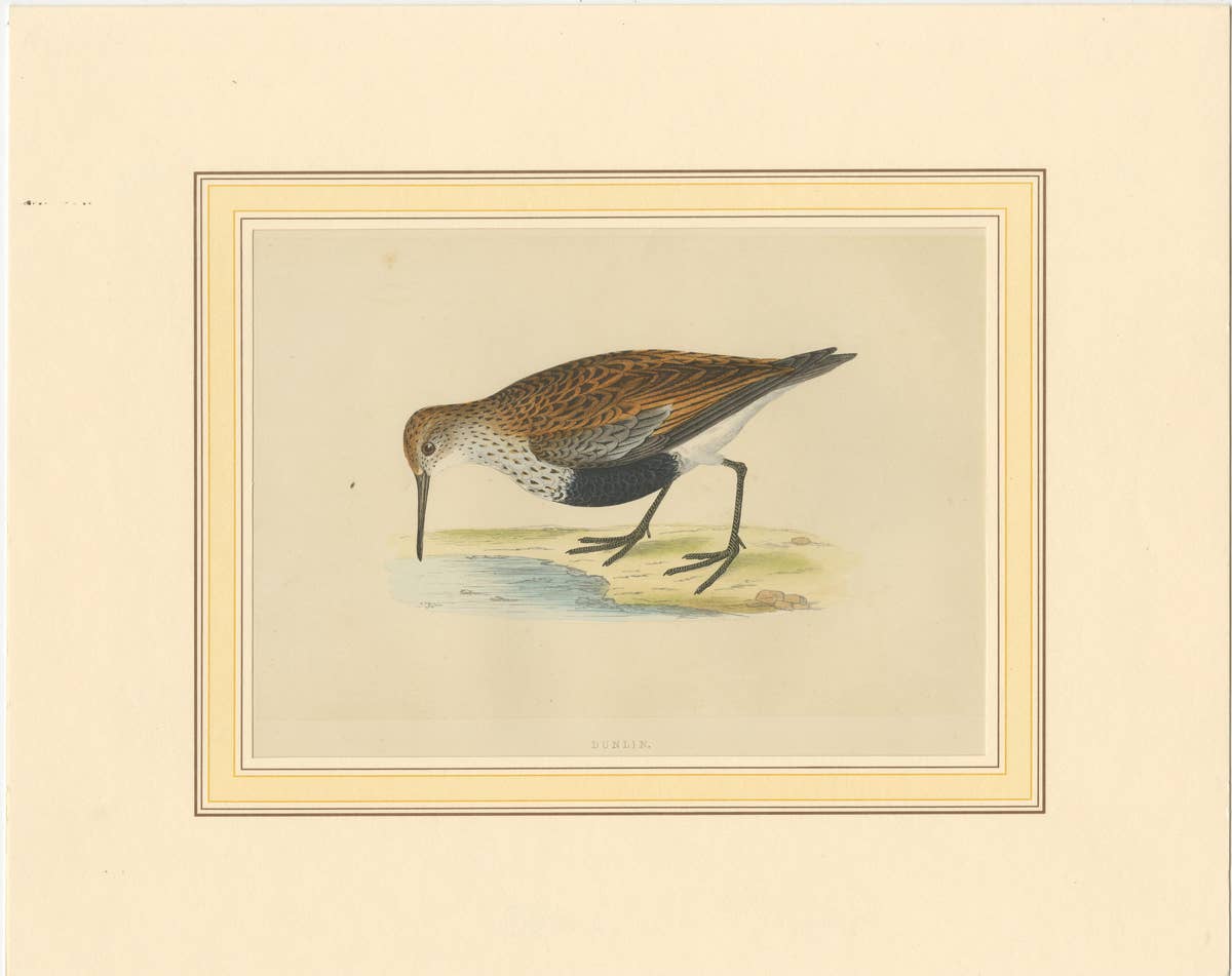 Antique Bird Print of a Dunlin