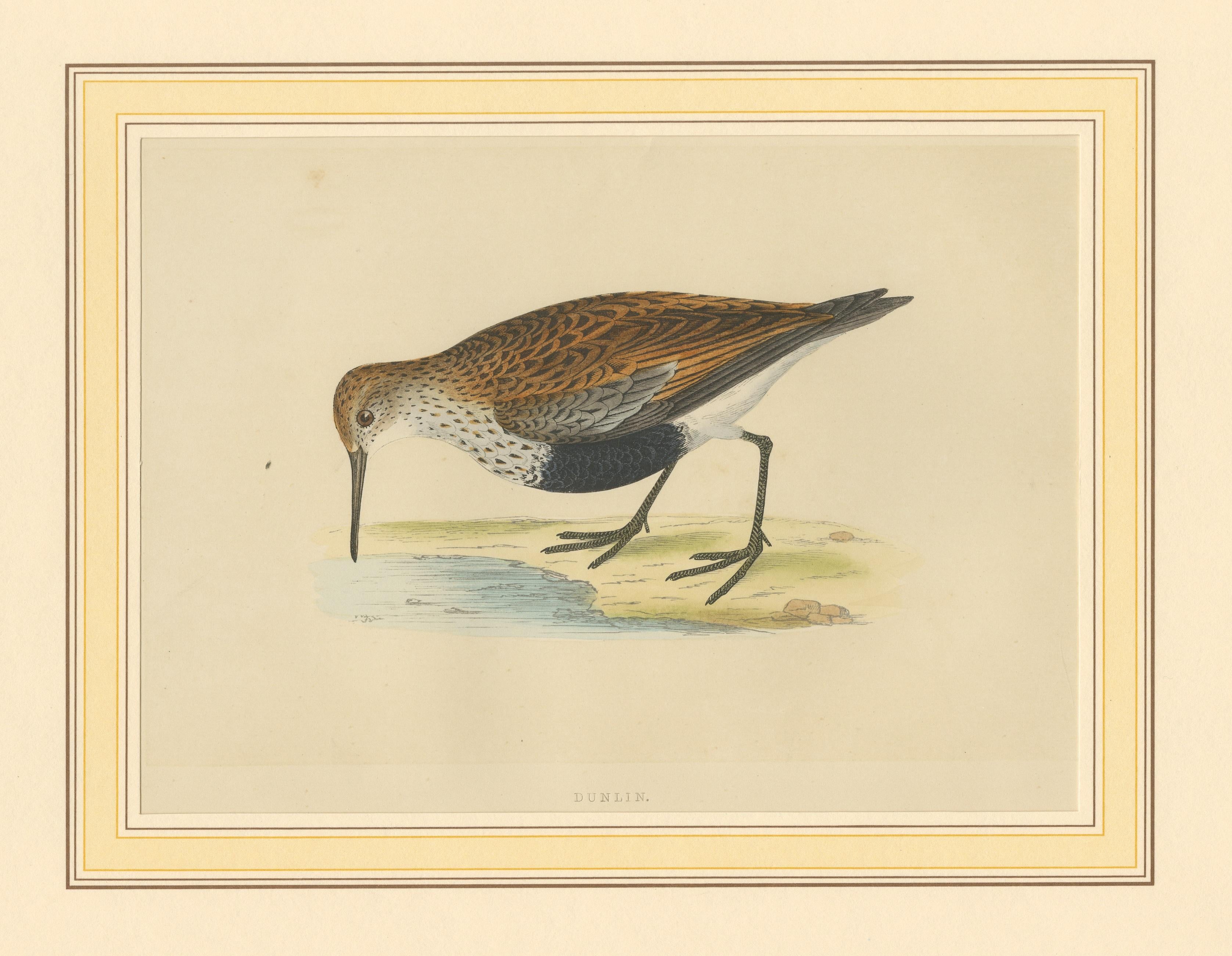 Antiker Vogeldruck eines Dunlin-Vogel im Zustand „Gut“ im Angebot in Langweer, NL