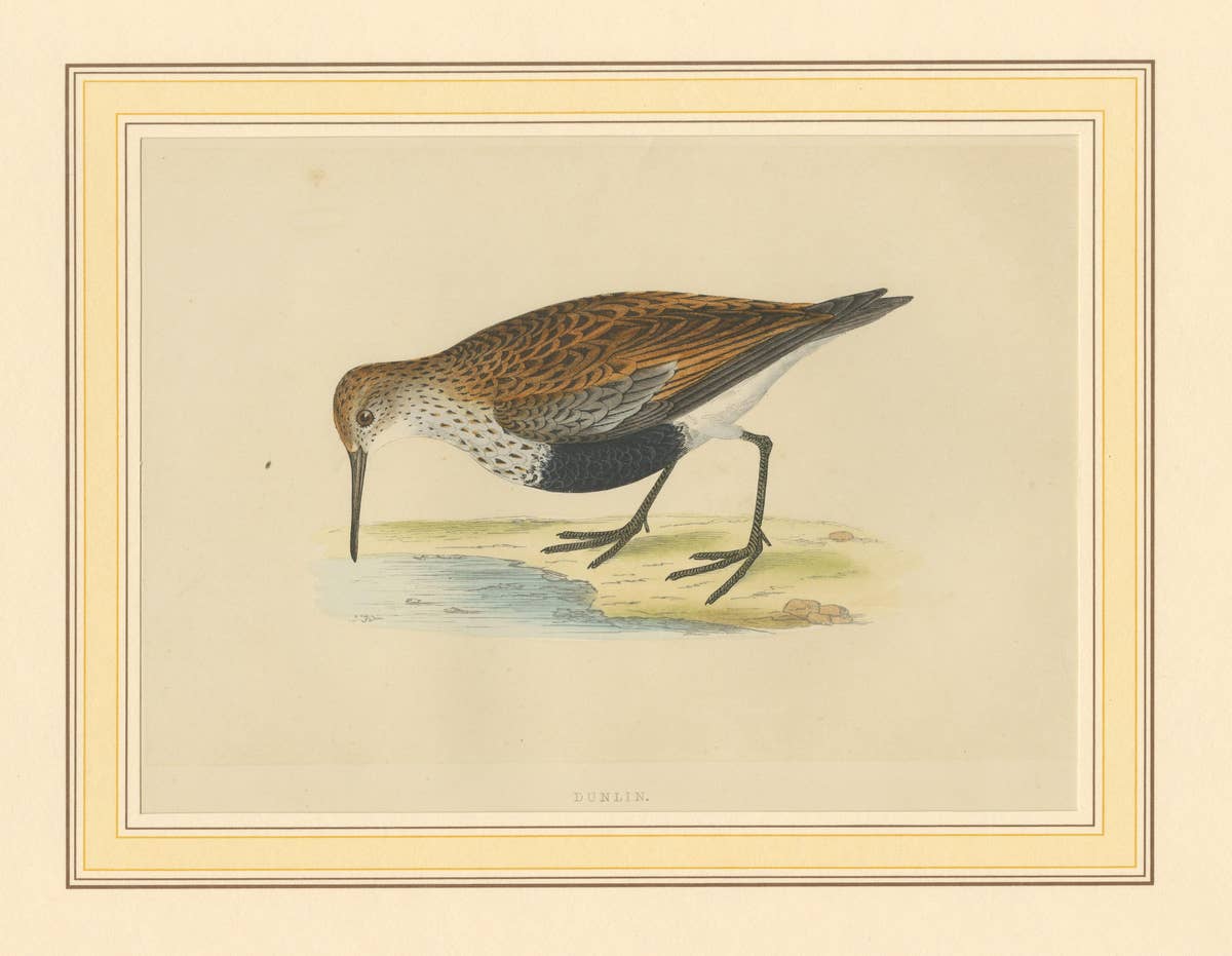 Antique Bird Print of a Dunlin