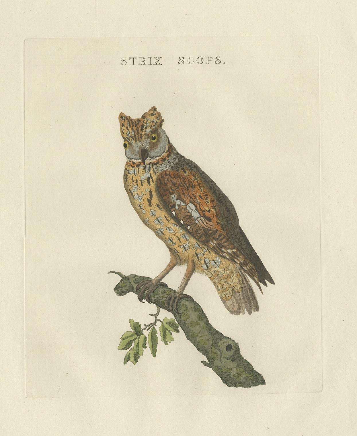 Antique print titled ‘Strix Scops'. This print depicts the Eurasian scops owl (Dutch: dwergooruil). This print originates from 'Nederlandsche Vogelen; volgens hunne huisdouding, aert, en eigenschappen beschreeven
