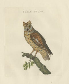 Eurasian Scops Owl Print – Antique Dutch Ornithology by Sepp & Nozeman, c.1770