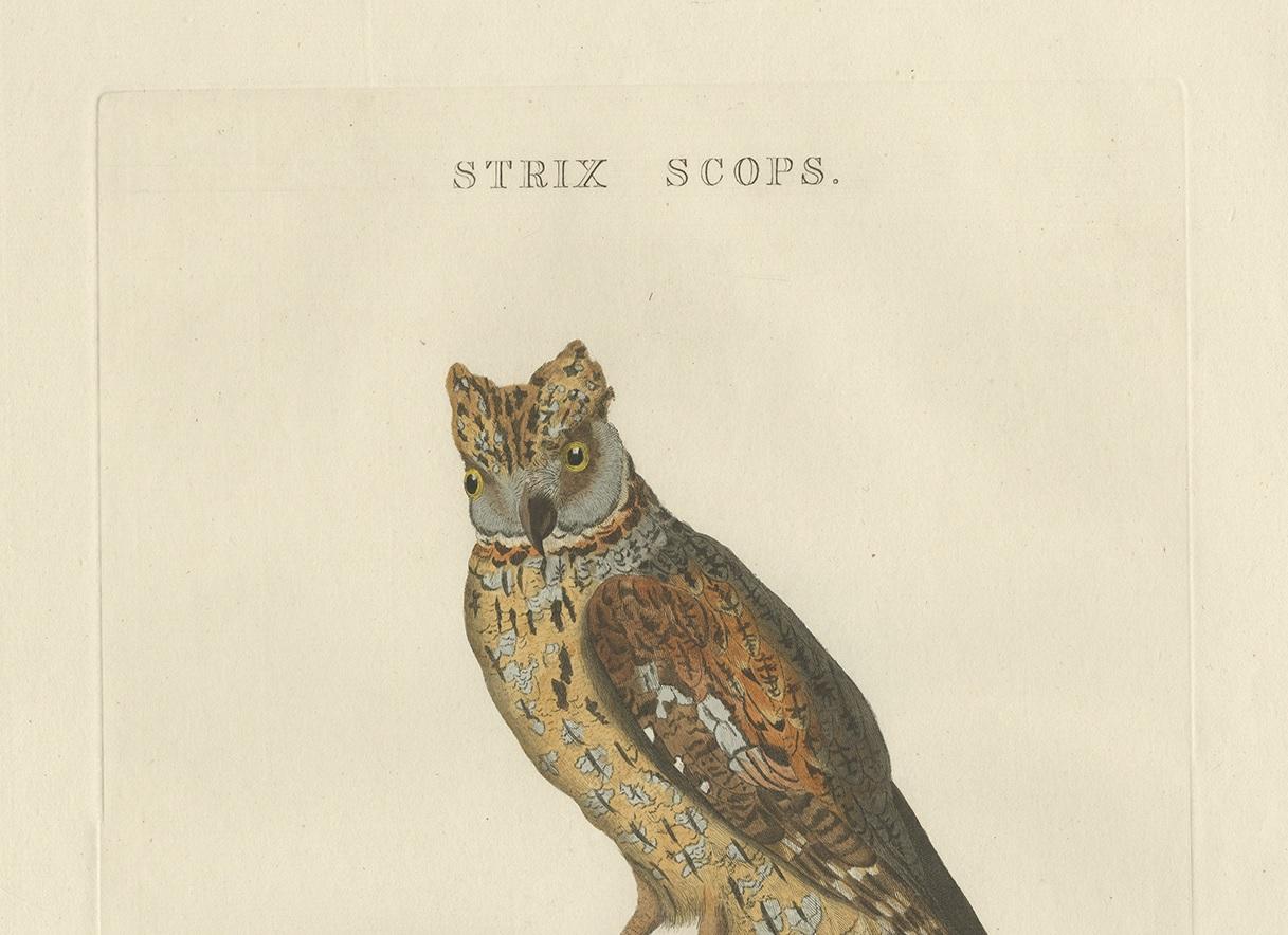 Dutch Antique Bird Print of a Eurasion Scops Owl by Sepp & Nozeman, 1809 For Sale