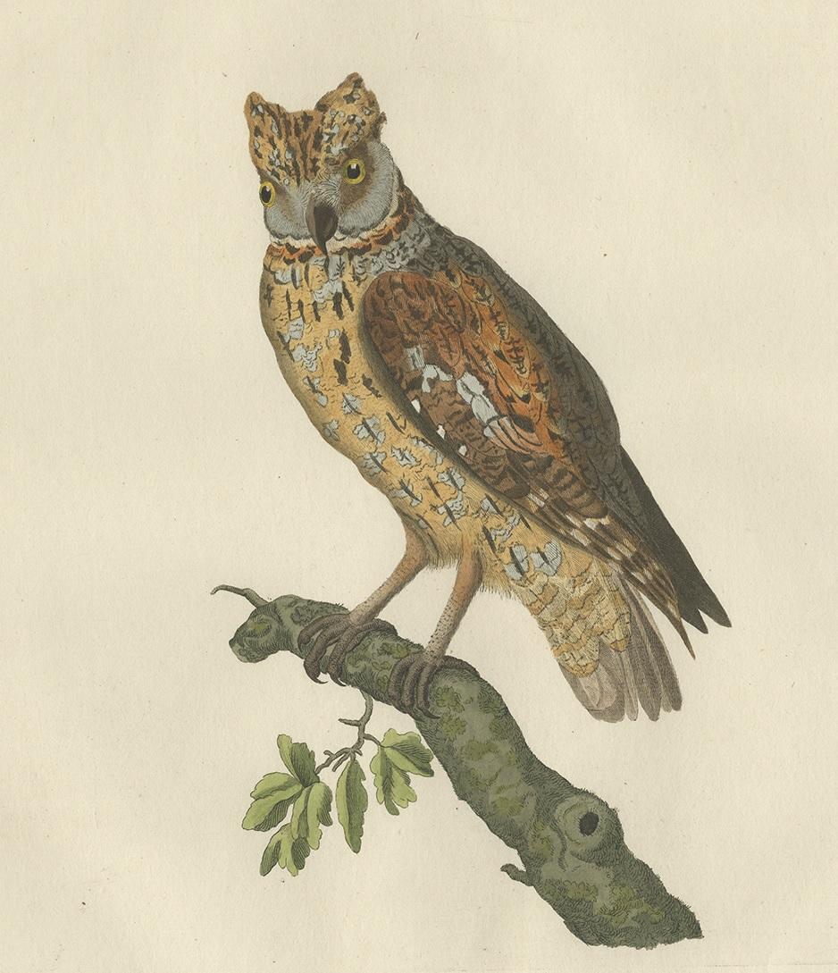 Antique Bird Print of a Eurasion Scops Owl by Sepp & Nozeman, 1809 In Good Condition For Sale In Langweer, NL