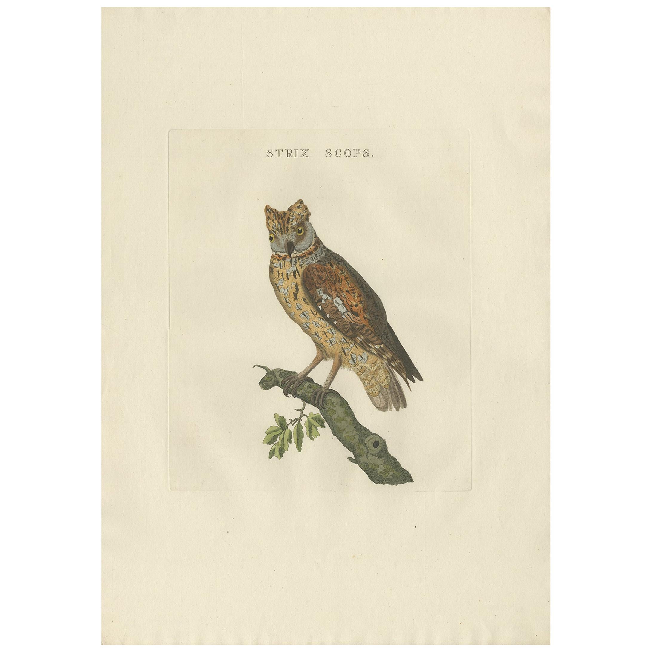 Antique Bird Print of a Eurasion Scops Owl by Sepp & Nozeman, 1809