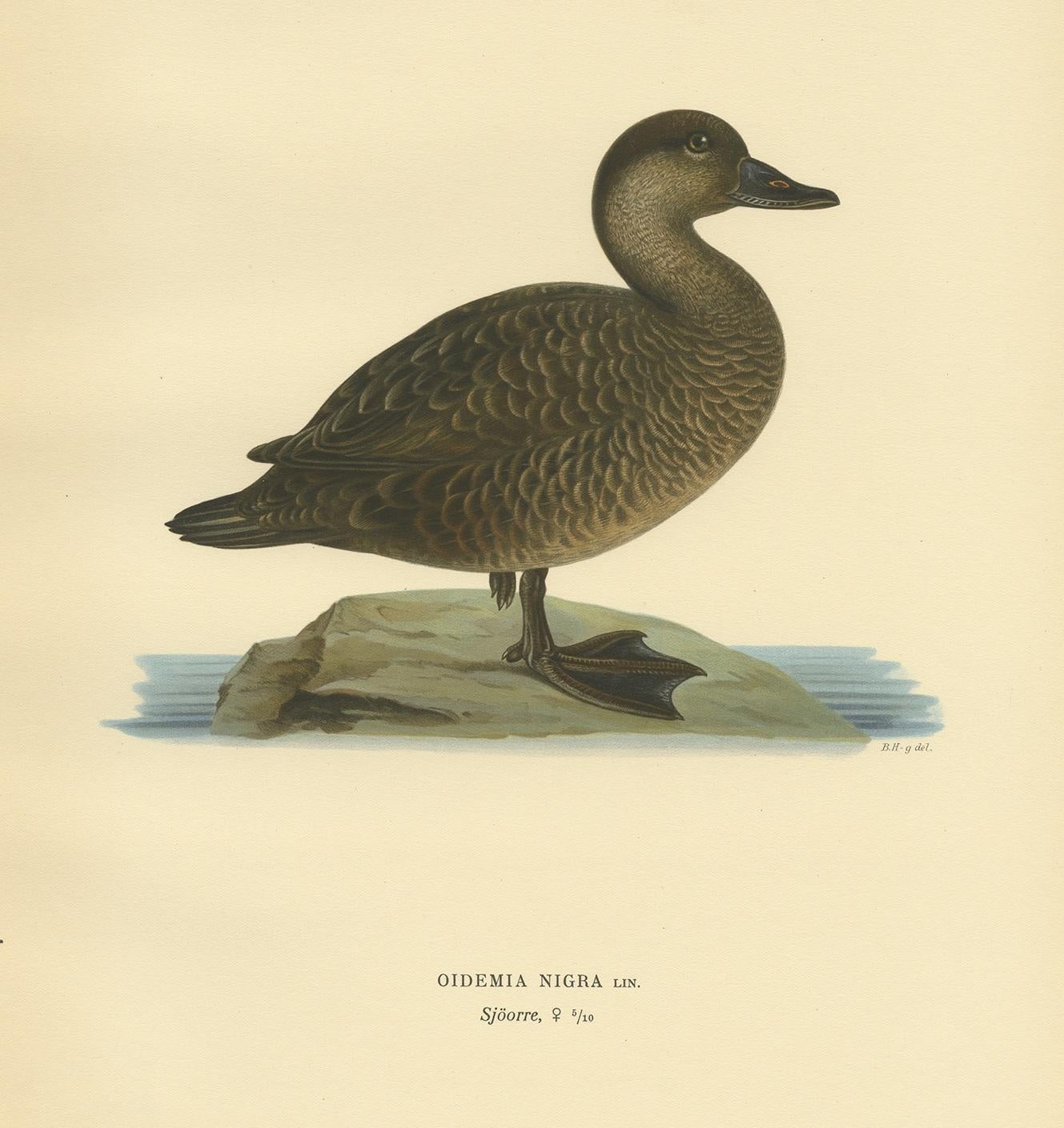 Antique bird print titled 'Oidemia Nigra'. Old bird print depicting a female black scoter. This print originates from 'Svenska Foglar Efter Naturen Och Pa Stenritade' by Magnus von Wright.