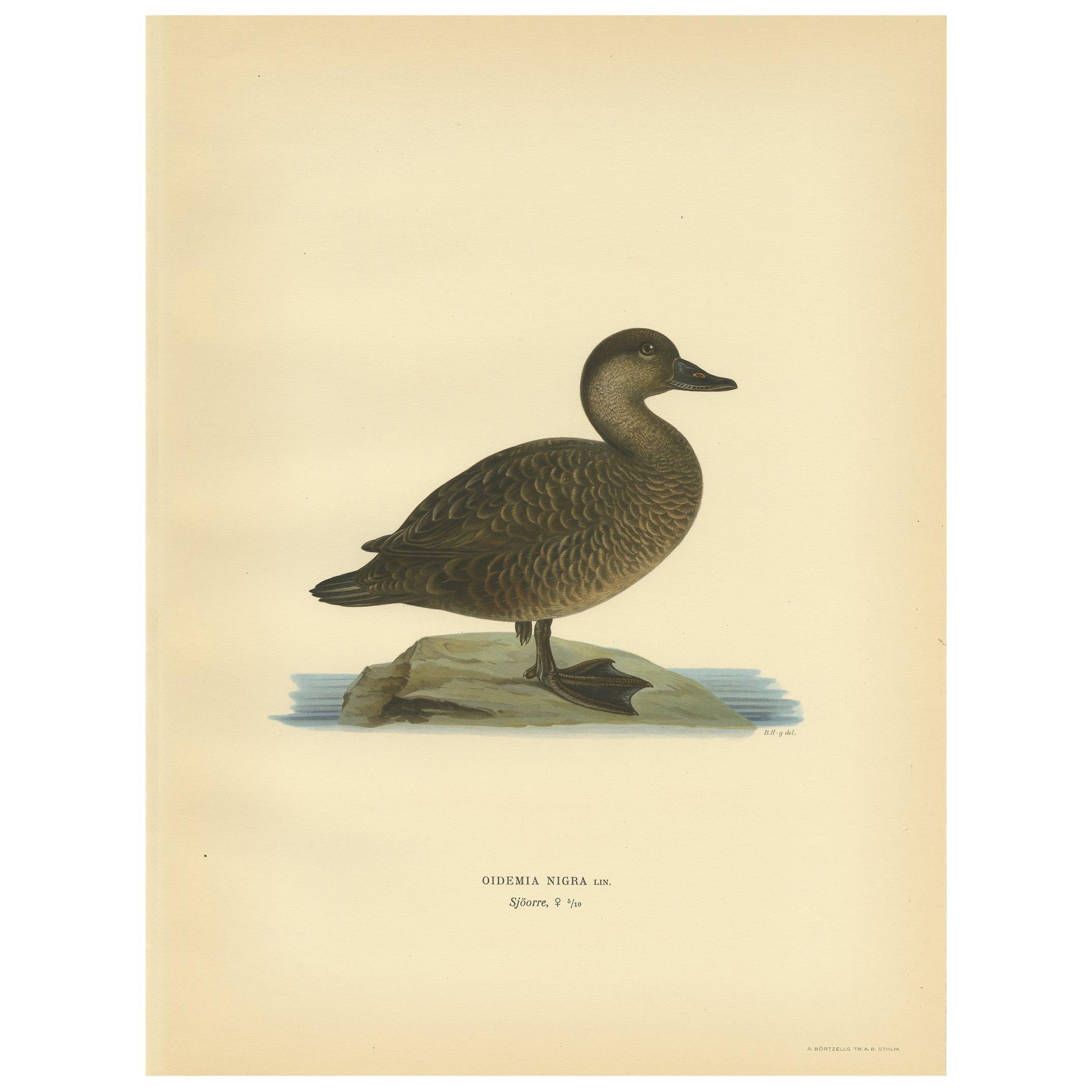 Antique Bird Print of a Female Black Scoter by Von Wright, 1929 For Sale