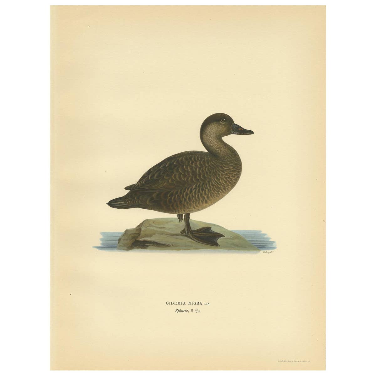 Antique Bird Print of a Female Black Scoter by Von Wright, 1929