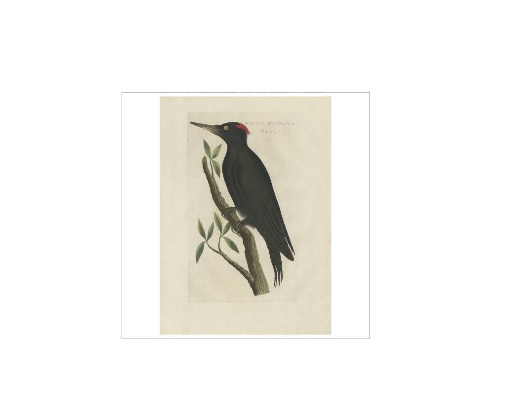 Antique print titled 'Picus Martius Foemina'. The black woodpecker (Dryocopus martius) is a large woodpecker that lives in mature forest across the northern palearctic. It is the sole representative of its genus in that region. Its range is