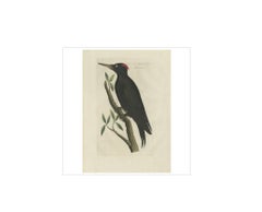 Antique Bird Print of a Female Black Woodpecker by Sepp & Nozeman, 1809