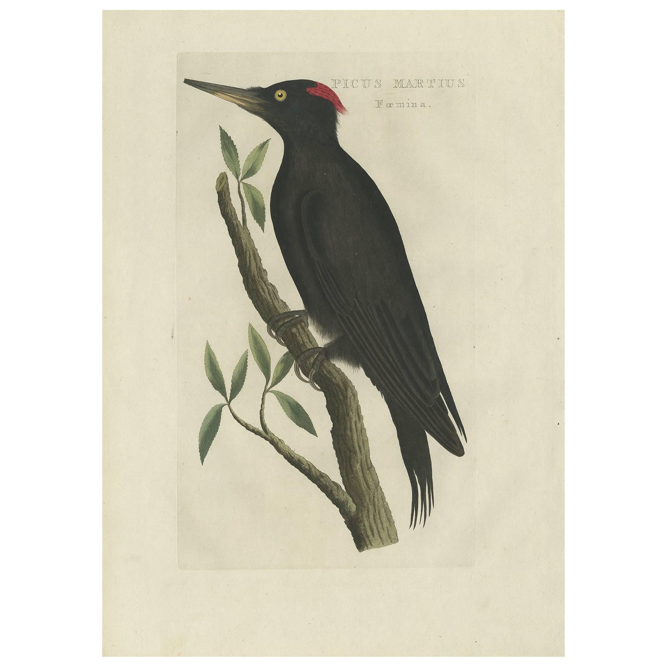 Antiker antiker Vogeldruck eines schwarzen Holzpeckers mit Vogelmotiv von Sepp & Nozeman, 1809